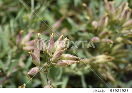 Soapwort Max Frei Soapwort Max Frei 93925923