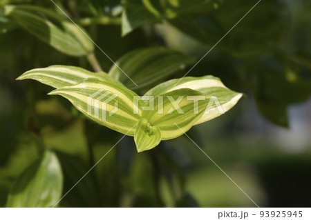 Variegated Wandering Jew Variegated Wandering Jew 93925945