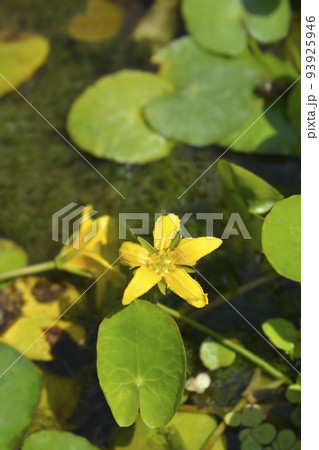 Yellow Floating Heart Yellow Floating Heart 93925946