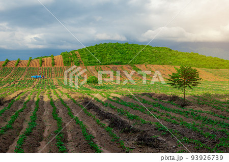 Rubber plantation farming area in the south of Thailand, Latex rubber, Para rubber tree garden 93926739