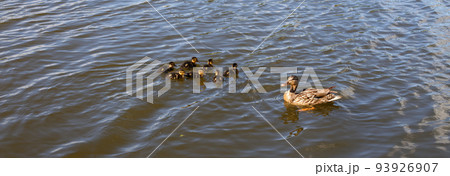 Mother duck with her beautiful, fluffy ducklings swimming together on a lake. Wild animals in a pond Mother duck with her beautiful, fluffy ducklings swimming together on a lake. Wild animals in a pond 93926907