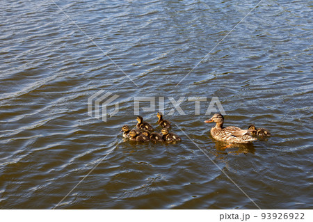 Mother duck with her beautiful, fluffy ducklings swimming together on a lake. Wild animals in a pond 93926922