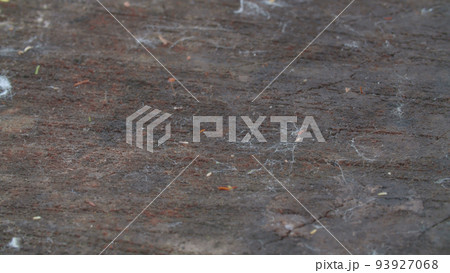 Old cracked wood cut 93927068