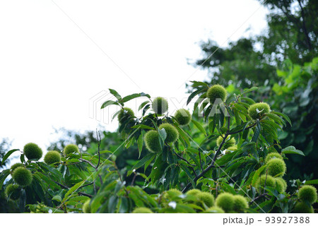 緑の栗の実 93927388
