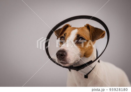 Jack Russell Terrier dog in plastic cone after surgery. Copy space. Jack Russell Terrier dog in plastic cone after surgery. Copy space. 93928180