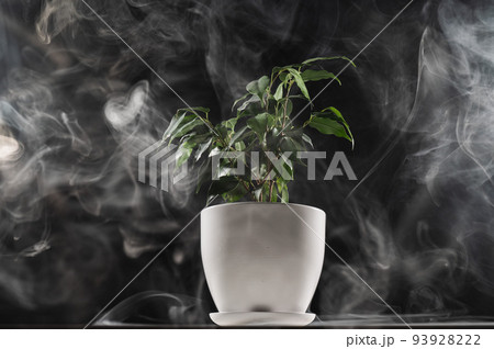 Smoke on a ficus in a pot on a black background.  93928222