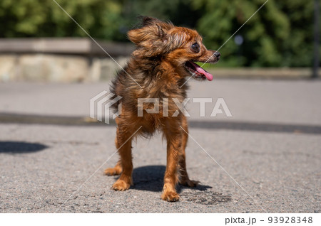 Funny little dog outdoors on a hot summer day. Chihuahua maxi longhair.  93928348