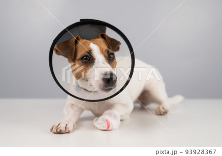 Jack Russell Terrier dog with a bandaged paw in a cone collar. Jack Russell Terrier dog with a bandaged paw in a cone collar. 93928367