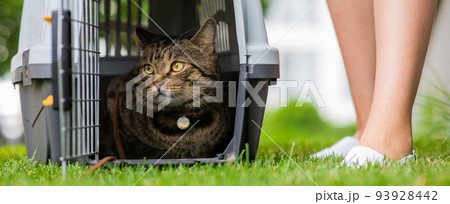 A gray striped cat lies in a carrier on the green grass in the open air next to the feet of the owner. 93928442