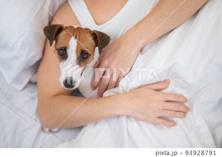 Dog jack russell terrier sleeps in an embrace with the owner.  93928791