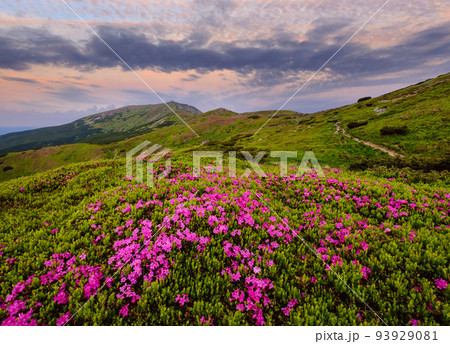 Pink rose rhododendron flowers on summer mountain slope 93929081
