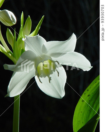 白いユリの花 熱帯植物(1月)アマゾンユリ08V3.4 白いユリの花 熱帯植物(1月)アマゾンユリ08V3.4 93930703