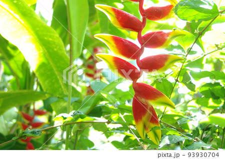 オウムのくちばしのような、赤い花 熱帯植物(6月)ヘリコニア13 オウムのくちばしのような、赤い花 熱帯植物(6月)ヘリコニア13 93930704
