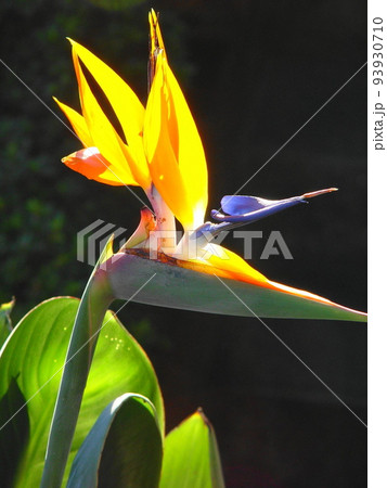 くちばしがとがった、鳥のような花 熱帯植物(9月)ストレリッチア(極楽鳥花)17V3.4 くちばしがとがった、鳥のような花 熱帯植物(9月)ストレリッチア(極楽鳥花)17V3.4 93930710