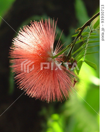 夏の日差しを浴びて輝く花 熱帯植物(12月)カリアンドラ(大紅合歓)04V3.4 夏の日差しを浴びて輝く花 熱帯植物(12月)カリアンドラ(大紅合歓)04V3.4 93930713