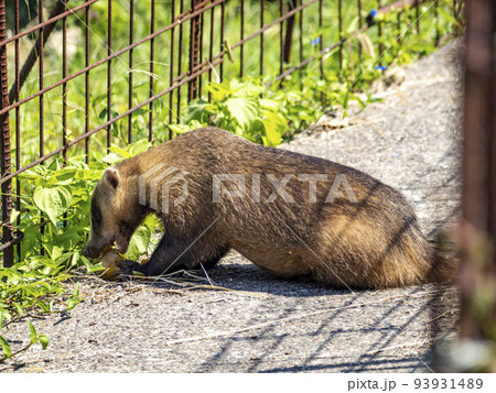 畑近くの細道で落ちている柿の実を食べるニホンアナグマ 93931489
