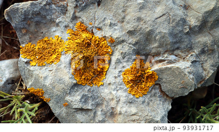 Bright orange lichen on a gray stone. Orange gray texture. Bright yellow spot on a gray background. Bright orange lichen on a gray stone. Orange gray texture. Bright yellow spot on a gray background. 93931717