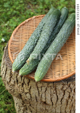 夏野菜、畑で採れたて新鮮な胡瓜 夏野菜、畑で採れたて新鮮な胡瓜 93931984