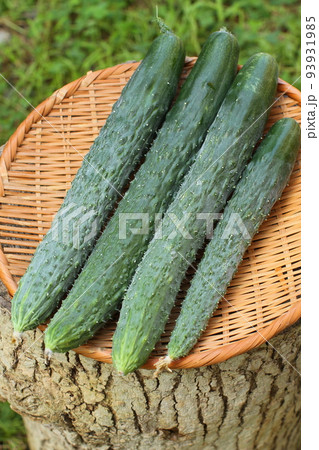 夏野菜、畑で採れたて新鮮な胡瓜 93931985