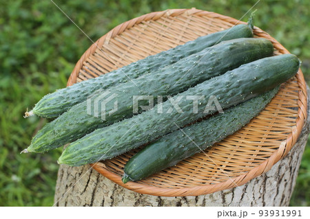 夏野菜、畑で採れたて新鮮な胡瓜 夏野菜、畑で採れたて新鮮な胡瓜 93931991