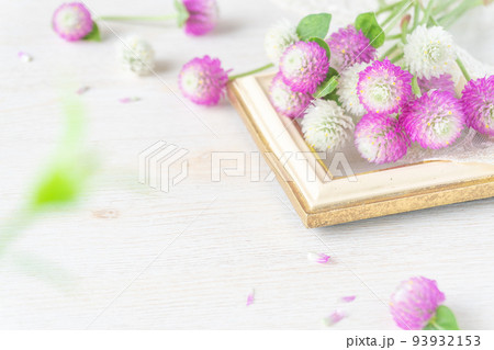 ピンクと白のセンニチコウの花背景 ピンクと白のセンニチコウの花背景 93932153