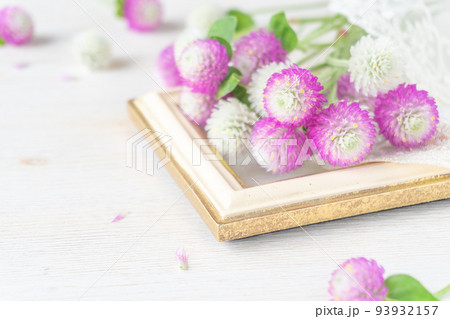 ピンクと白のセンニチコウの花背景 ピンクと白のセンニチコウの花背景 93932157