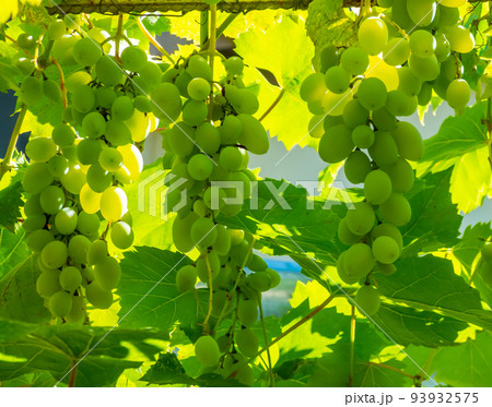 Ripe green grape in vineyard. Grapes green taste sweet growing natural. Green grape on the vine in garden Ripe green grape in vineyard. Grapes green taste sweet growing natural. Green grape on the vine in garden 93932575