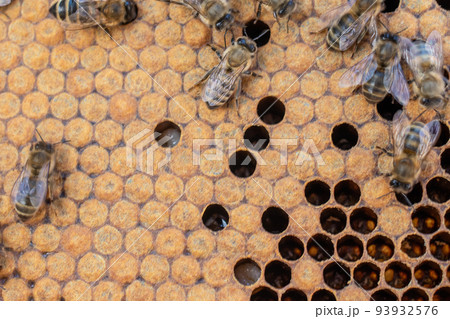 Bee brood on honeycombs. Hatching young bees, pupae, larvae, bee eggs. Bee brood on honeycombs. Hatching young bees, pupae, larvae, bee eggs. 93932576