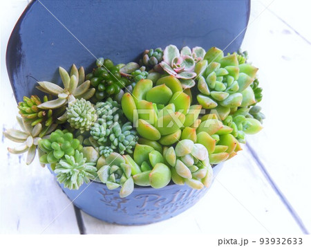 多肉植物 寄せ植え 多肉植物 寄せ植え 93932633