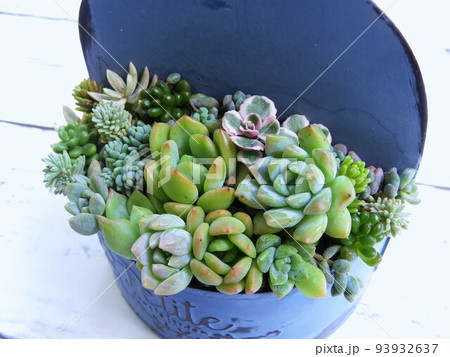 多肉植物 寄せ植え 多肉植物 寄せ植え 93932637