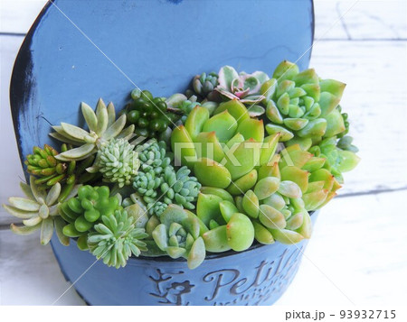多肉植物 寄せ植え 多肉植物 寄せ植え 93932715