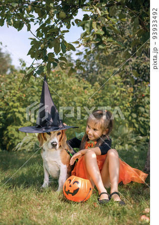 A girl in an orange witch outfit plays with a dog in the yard on Halloween eve. A child puts on a beagle hat A girl in an orange witch outfit plays with a dog in the yard on Halloween eve. A child puts on a beagle hat 93933492
