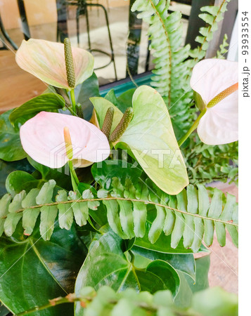 植物素材　アンスリウムの花の待ち受け 93933554
