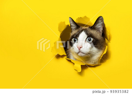 Portrait of cat breaking through yellow paper posing in hole with ripped sides, free copy space, banner 93935382