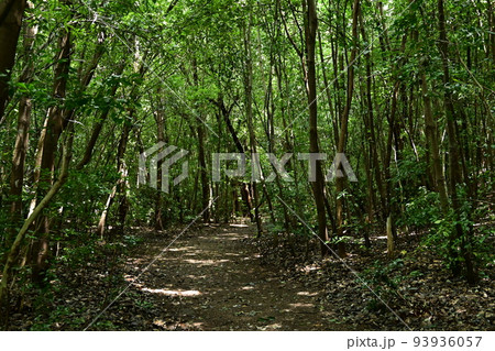 緑地公園公園と遊歩道 93936057