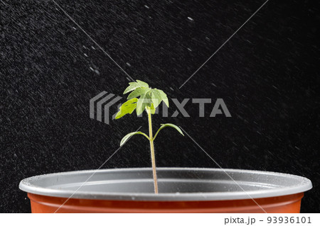 Growing tomatoes from seeds, step by step. Step 10 - watering the seedling in a pot. Growing tomatoes from seeds, step by step. Step 10 - watering the seedling in a pot. 93936101