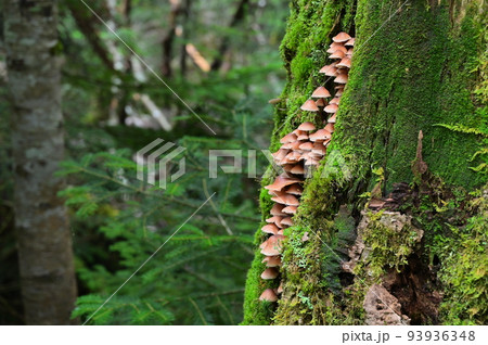 白駒の森に生えるキノコ達 白駒の森に生えるキノコ達 93936348