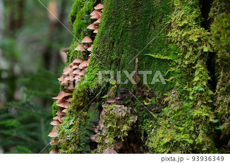 白駒の森に生えるキノコ達 白駒の森に生えるキノコ達 93936349