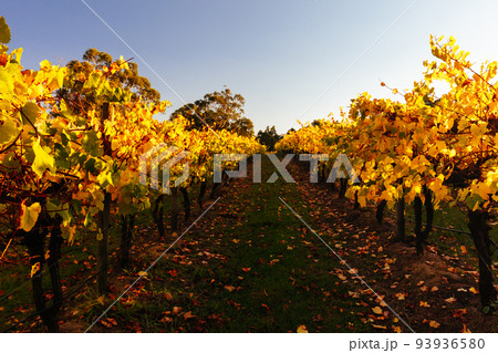 Yarra Valley Vineyard in Australia 93936580