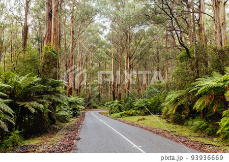 Donna Buang Rd Drive in Victoria Australia 93936669