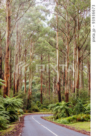 Donna Buang Rd Drive in Victoria Australia 93936673