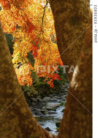 大樹の隙間から望む紅葉 大樹の隙間から望む紅葉 93936803