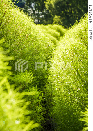 《愛知県》名古屋市北区名城公園 コキアのクローズアップ 93936875