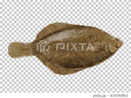 新鮮的比目魚 93936963