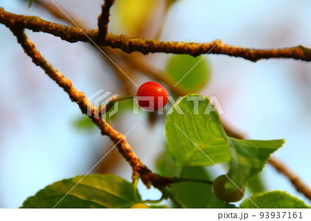 桜 さくら サクラ 93937161