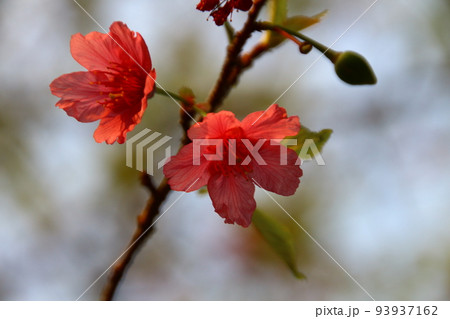 桜 さくら サクラ 93937162