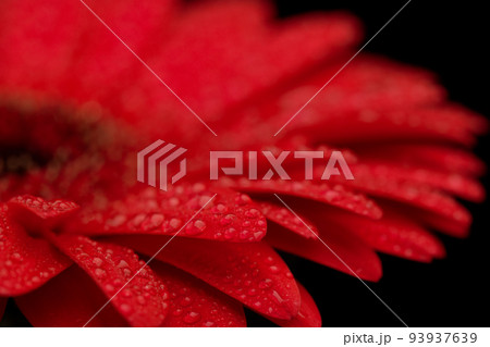 Red Gerbera Flower Close up 93937639