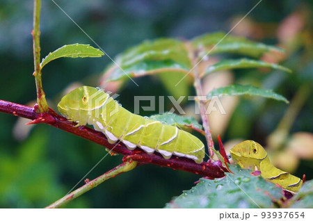 ナミアゲハ　アゲハ　アゲハチョウ　サンショウ　幼虫　五齢　イモムシ 93937654