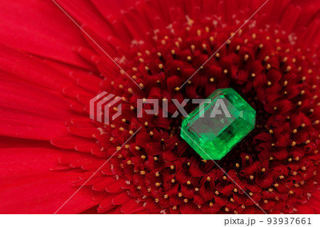 Emerald Stone on Pink Rose Flower Petals Emerald Stone on Pink Rose Flower Petals 93937661