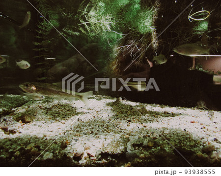 水槽 水中 魚 魚の群れ 砂 小魚 アクア マリン 海 自然 岩 泳ぐ ダイビング 海底 海の底 93938555